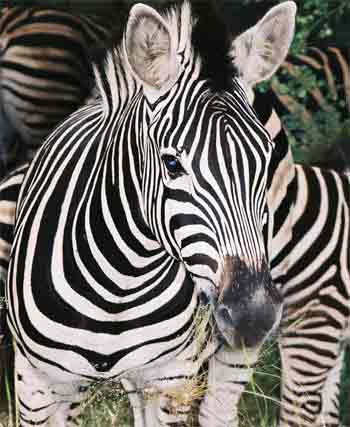 Ez egy zebra